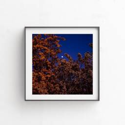 "Botanical Art, Fine Digital Download, Printable Artwork, Moon, Moon Abstract Print, Wall Decor ""Moonrise Blossom" - thumbnail 2