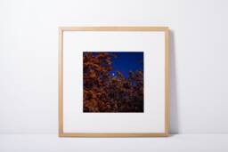 "Botanical Art, Fine Digital Download, Printable Artwork, Moon, Moon Abstract Print, Wall Decor ""Moonrise Blossom" - thumbnail 1