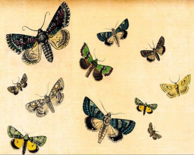 Vintage Butterfly Print, Nature Print