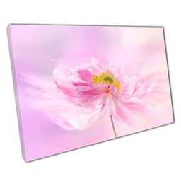Radiant Pink Floral Canvas Elegant Sunlit Wall Art For Home & Office Decor, Ready To Hang - thumbnail 1