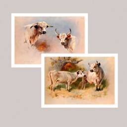 Vintage Bull Prints Set, Country Cottage Farmhouse Decor - thumbnail 1