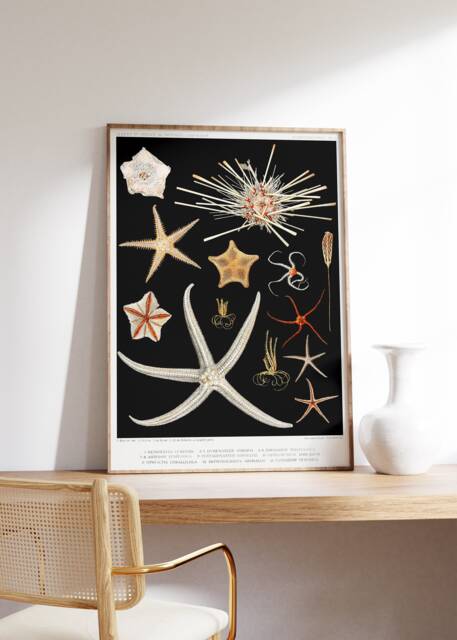 Sea Star Wall Art, Fish Antique Poster, Nautical Print, Animal Illustration Set, Rustic Home Decor, Coastal Painting, Printable Digital - image 1