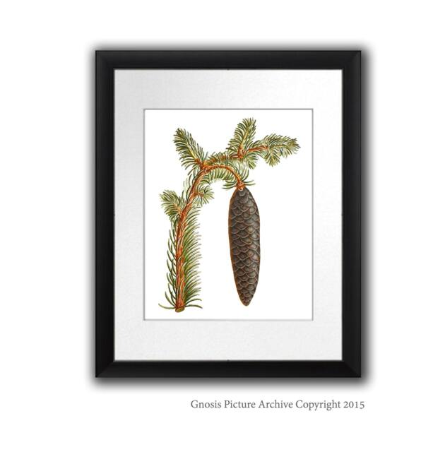Antique Botanical Art Wall Hanging Conifers Print #12 Pinecone Winter Woodland Decor Christmas 8x10 - image 1