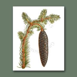 Antique Botanical Art Wall Hanging Conifers Print #12 Pinecone Winter Woodland Decor Christmas 8x10 - thumbnail 2