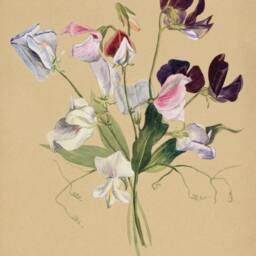 Sweet Pea Flower Print Vintage Floral Wall Art - thumbnail 3