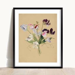 Sweet Pea Flower Print Vintage Floral Wall Art - thumbnail 2