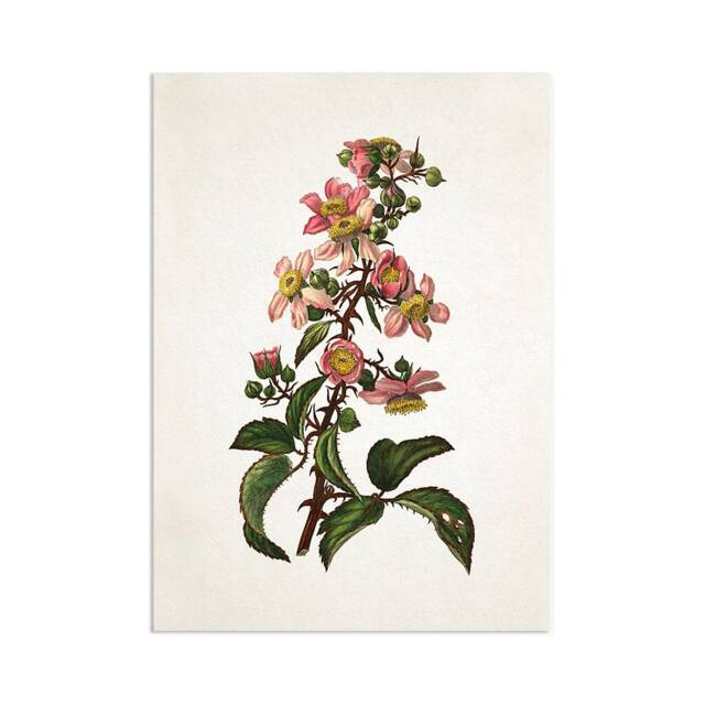 Antique Botanical Art Print Poster Vintage Wall Flowers Floral Bramble Blackberry Nature Leaf Plant Illustration Victorian Beautiful A3 - image 1
