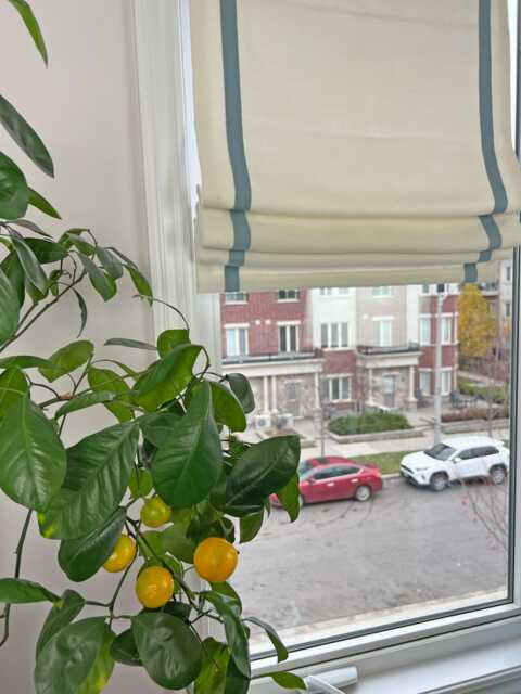 Custom Relaxed Roman Shade With Contrasting Border, Chain Mechanism - image 1
