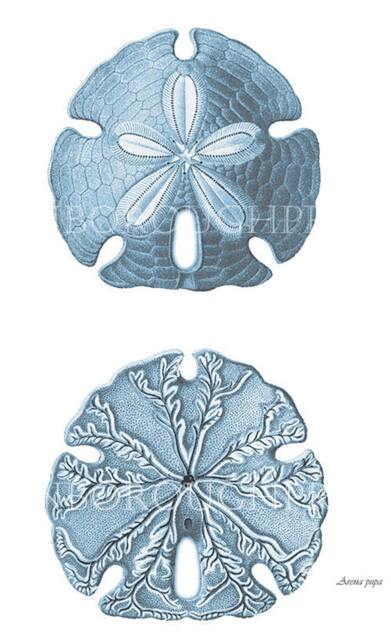 Blue Sand Dollar. Sea Life Print On Archival Watercolour Paper. Coastal Decor Beach Bedroom - image 1