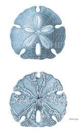 Blue Sand Dollar. Sea Life Print On Archival Watercolour Paper. Coastal Decor Beach Bedroom - thumbnail 1