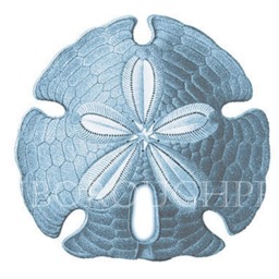 Blue Sand Dollar. Sea Life Print On Archival Watercolour Paper. Coastal Decor Beach Bedroom - thumbnail 3