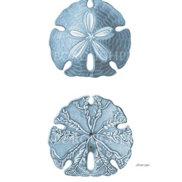 Blue Sand Dollar. Sea Life Print On Archival Watercolour Paper. Coastal Decor Beach Bedroom - thumbnail 2