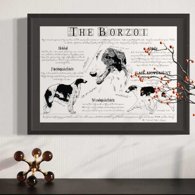 Vintage Borzoi Poster Dog Breed Standard Art Print in Antique Style Body Conformation Drawing - image 1