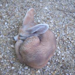 Fennecfox Figurine No. 2 - thumbnail 4