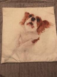 Playful Puppy King Charles Spaniel Zippered Indoor/Outdoor Pillow Cover