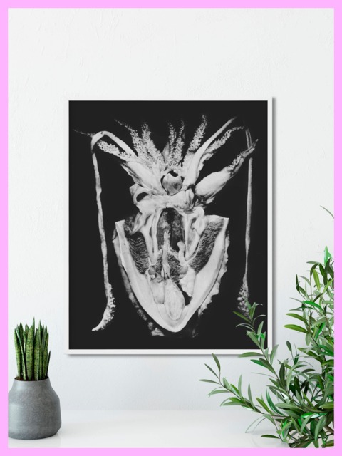 Squid - Anatomy Print Medical Vintage Antique Black & White Printable Decor Wall Art Digital Download - image 1