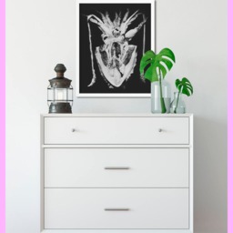 Squid - Anatomy Print Medical Vintage Antique Black & White Printable Decor Wall Art Digital Download - thumbnail 2