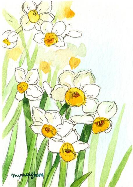 Spring Daffodil Symphony - A Limited Edition Watercolor Art Print Celebrating Nature's Joy With Elegant White & Golden Blooms, Flower