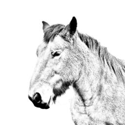 Ardennes - Wooden Stand For Candles/Pens With The Image Of A Horse New Collection - thumbnail 2