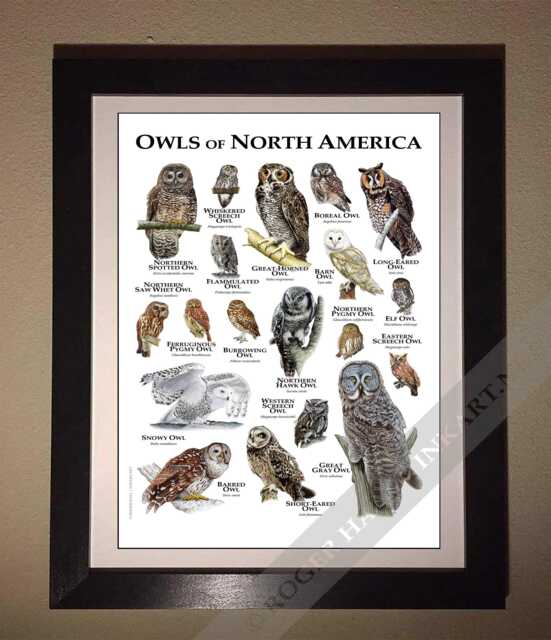 Owls Of North America Poster - Signed By Artist - image 1