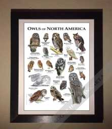 Owls Of North America Poster - Signed By Artist - thumbnail 1