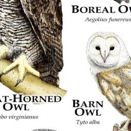Owls Of North America Poster - Signed By Artist - thumbnail 3