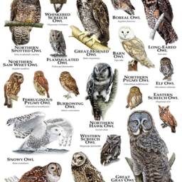 Owls Of North America Poster - Signed By Artist - thumbnail 2