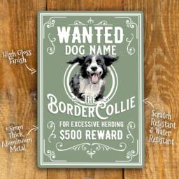 Personalised Border Collie Sign Metal Dog Breed Wall Door Decor Wanted Gifts Retro Tin Plaque Aluminium 200 X 305mm - thumbnail 2