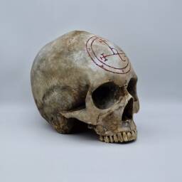 Lilith . Plaster Of Paris Life Size Human Skull Replica - thumbnail 3