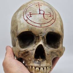 Lilith . Plaster Of Paris Life Size Human Skull Replica - thumbnail 4