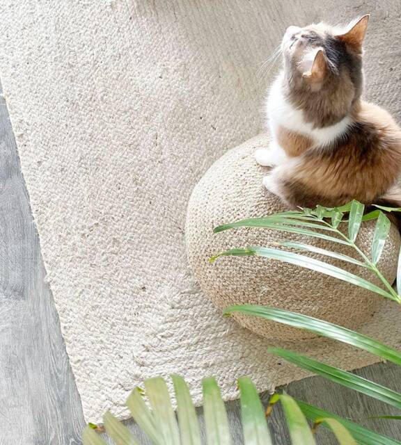 Extra Large Jute Rug in Warm White. Ecologic & Herb Dye Rug. Fiber Original Rugs. Vegan Organic Feng Shui Home - image 1