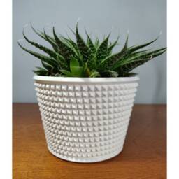 Knurled Succulent Planter - Modern Air Plant Holder Cactus Large Small Baby Cute - thumbnail 4