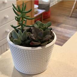 Knurled Succulent Planter - Modern Air Plant Holder Cactus Large Small Baby Cute - thumbnail 3