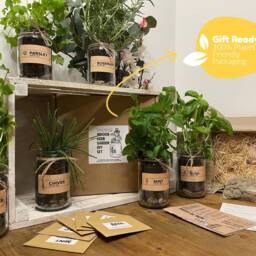 Indoor Herb Gardens in Rustic Jar Planters, Eco Friendly Gift Set Of 2-6. Grow Your Own Mint, Basil, Coriander, Chives, Parsley, Rosemary - thumbnail 2