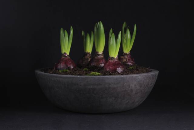 Wide Concrete Planter Charcoal Bowl Pot, Modern Industrial Minimalist Decor - Virid Collection - image 1