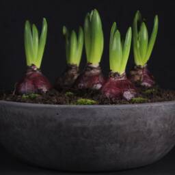 Wide Concrete Planter Charcoal Bowl Pot, Modern Industrial Minimalist Decor - Virid Collection - thumbnail 2