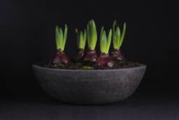 Wide Concrete Planter Charcoal Bowl Pot, Modern Industrial Minimalist Decor - Virid Collection - thumbnail 1