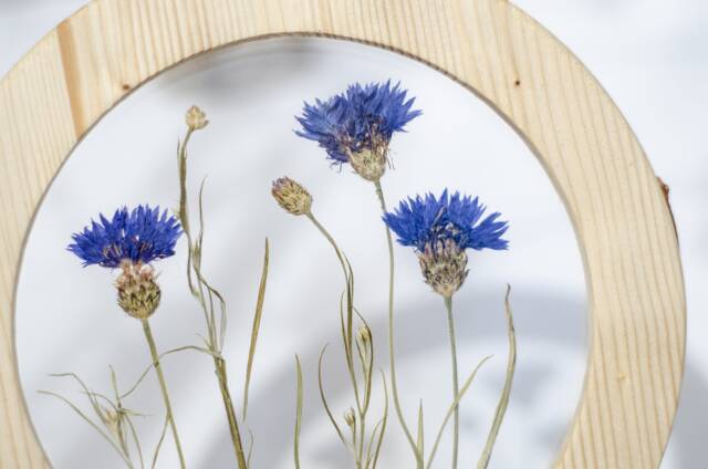 Pressed Flower Frame - Round Framed Wall Decor 8 - image 1