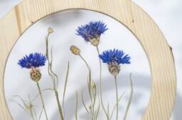 Pressed Flower Frame - Round Framed Wall Decor 8 - thumbnail 1