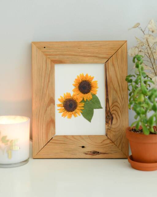 Sunflower, Ks State Flower - Print Reproduction Artwork Of Pressed Flowers 100% Cotton Rag Paper Botanical - image 1