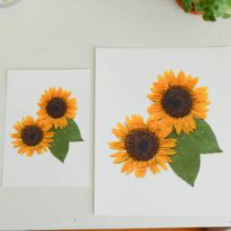 Sunflower, Ks State Flower - Print Reproduction Artwork Of Pressed Flowers 100% Cotton Rag Paper Botanical - thumbnail 2