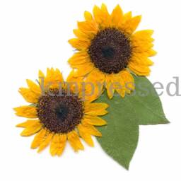 Sunflower, Ks State Flower - Print Reproduction Artwork Of Pressed Flowers 100% Cotton Rag Paper Botanical - thumbnail 3