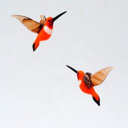 36-255 Rufous Hummingbird - thumbnail 2