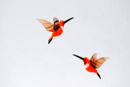 36-255 Rufous Hummingbird - thumbnail 1