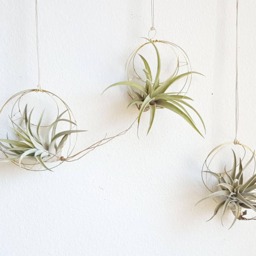 Air Plant Nests, No Plants Included, Diy Garden, Airplant Holder, Wall Or Window Planter - thumbnail 2