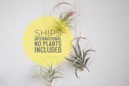 Air Plant Nests, No Plants Included, Diy Garden, Airplant Holder, Wall Or Window Planter