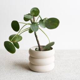 "White Indoor Wooden Planter ""Eden" - thumbnail 2
