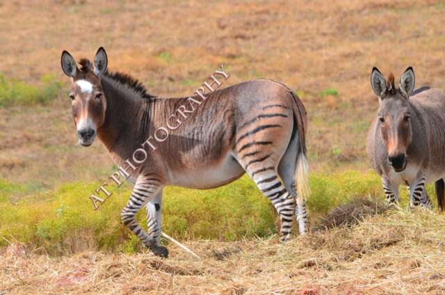 Zonkeys A Mix Between Zebra's & Donkeys // Equine Photo Country Scene Wall Art Flint Hills Of Kansas Prairie //Long Ears Stripes