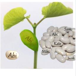 Personalised Name Bean Seeds , Magic Beans, Birthday Gift, Personalised Plant Garden Vegetable Grow Set, Named Easter Gift - thumbnail 2