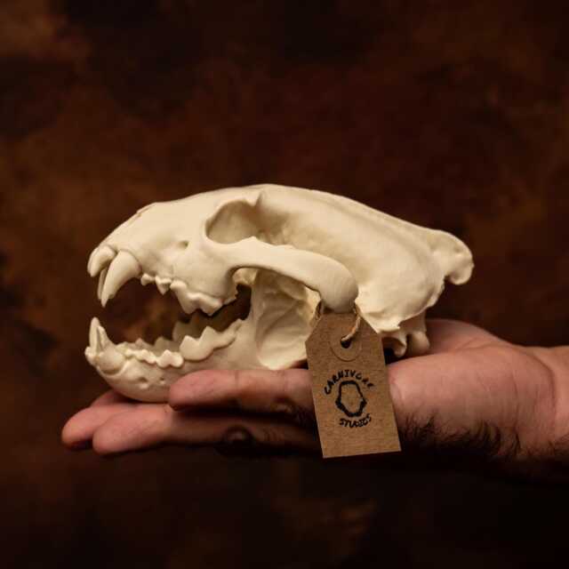 Lifesize Wolverine Skull Realistic Replica Model - Museum-Grade Collectable Bone - image 1